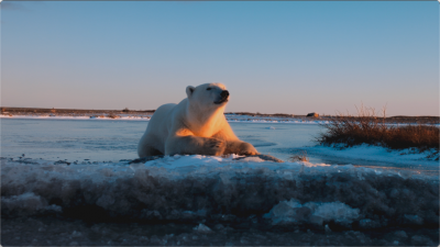 北极熊 北极鱼 北极4k视频