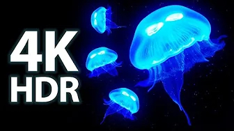 水母4k视频2小时屏保 让你身临其境的海洋世界