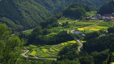 日本稻田秋日时期景色 4K视频