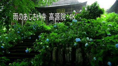 雨のあじさい寺  4K视频