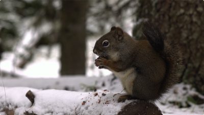 松鼠 Squirrels in 8K ULTRA HD HDR