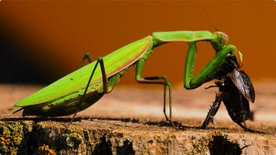 4K HDR 60FPS杜比视界-神奇星球